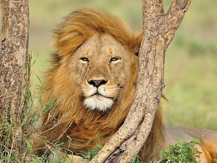 The Wildlife of Gujrat
